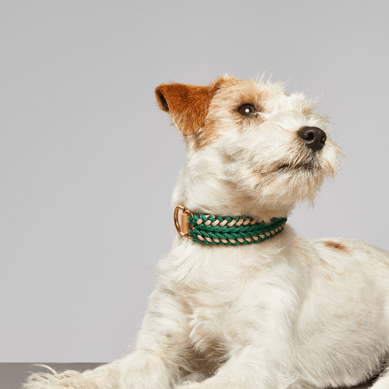 Emerald Green Collar - Catalina