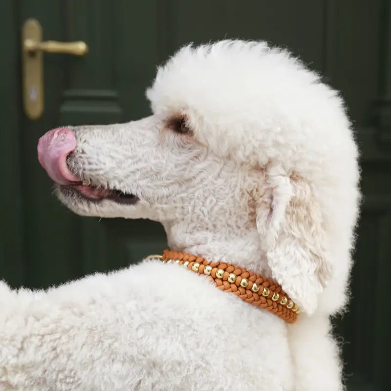 Valentina Mustard Collar