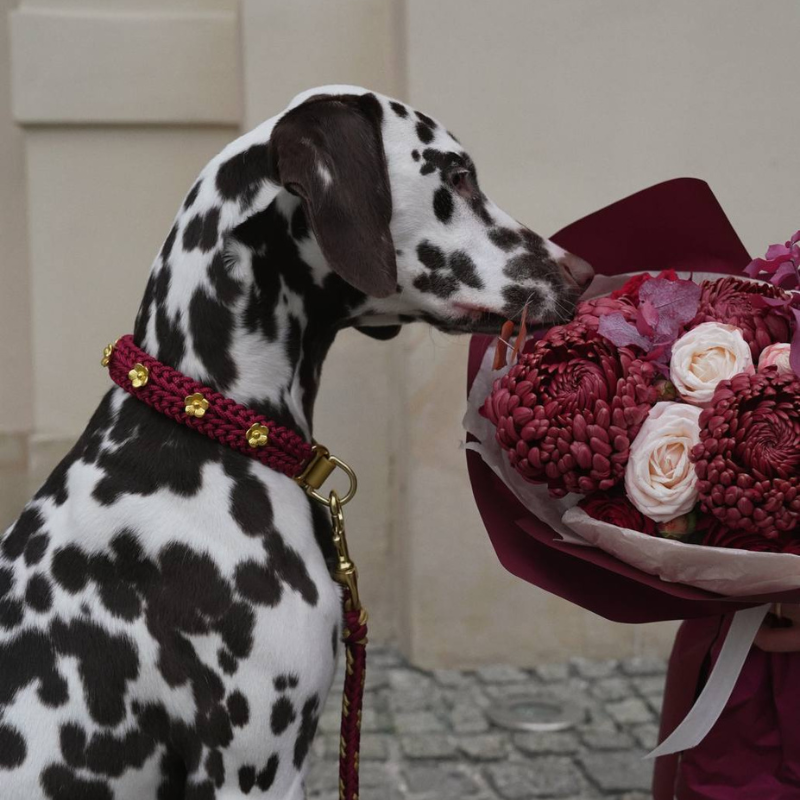 Flor Scarlet Red Collar