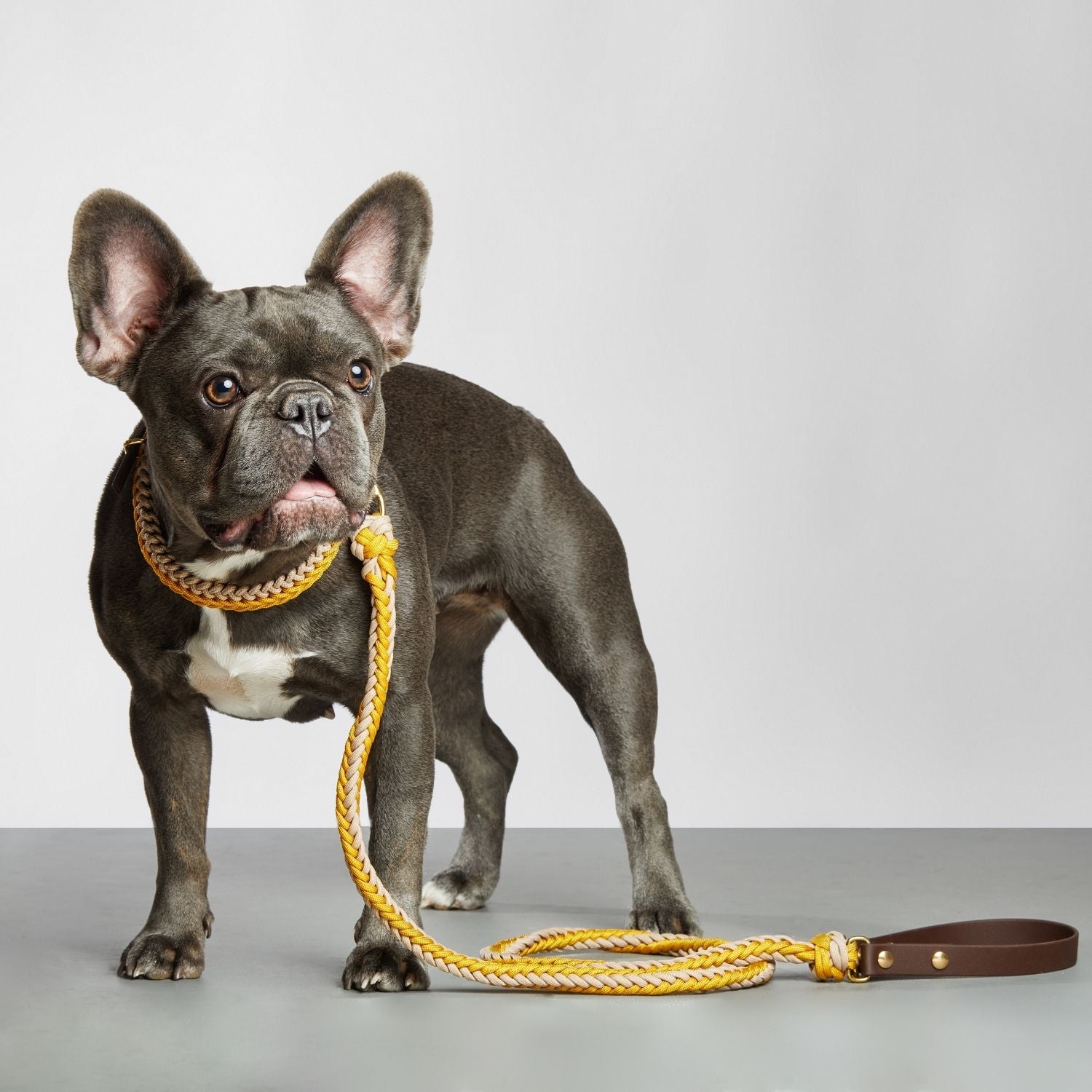 Yellow Leash - Catalina