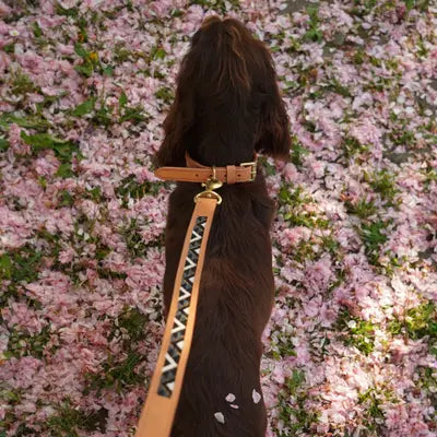 Sierra Leather Collar