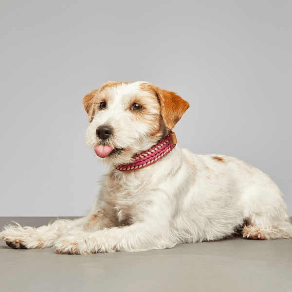 Rosie Pink Collar - Catalina