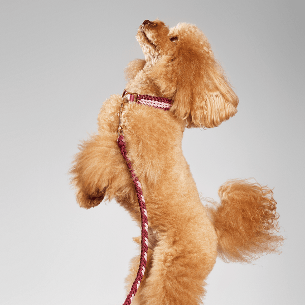 Burgundy Rose Collar - Catalina