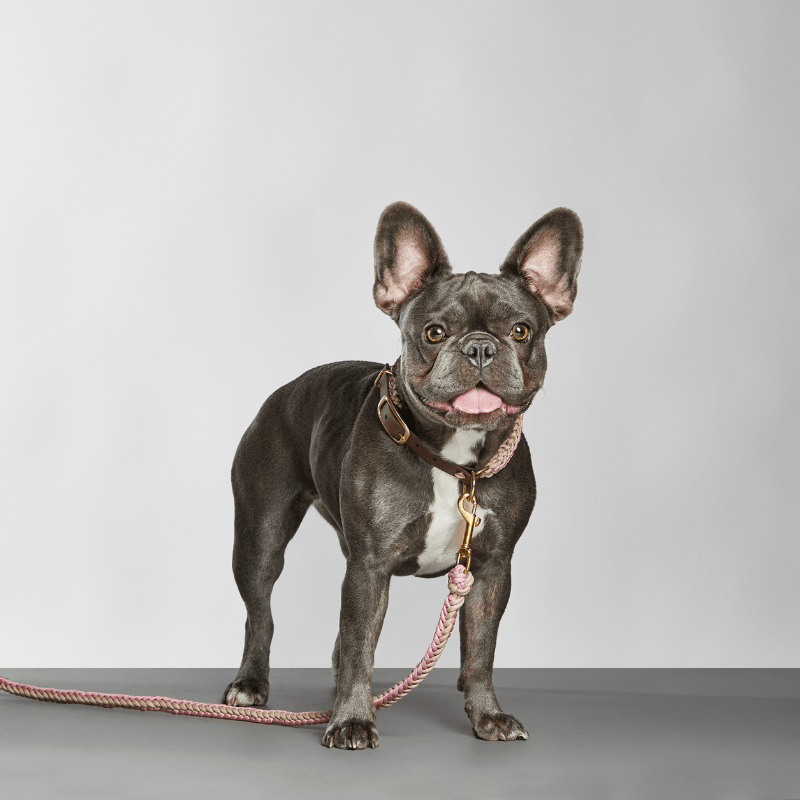 Blush Pink Leash - Catalina