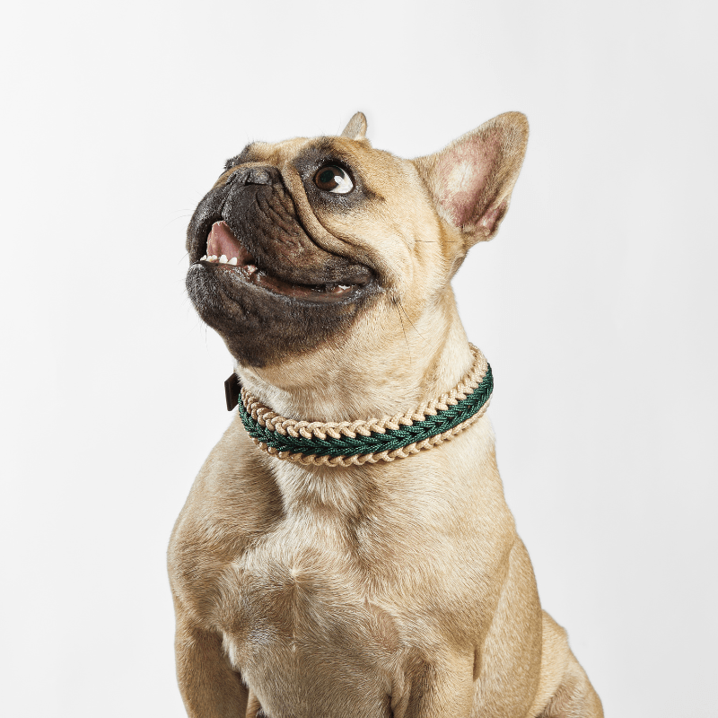Dark Green Collar - Catalina