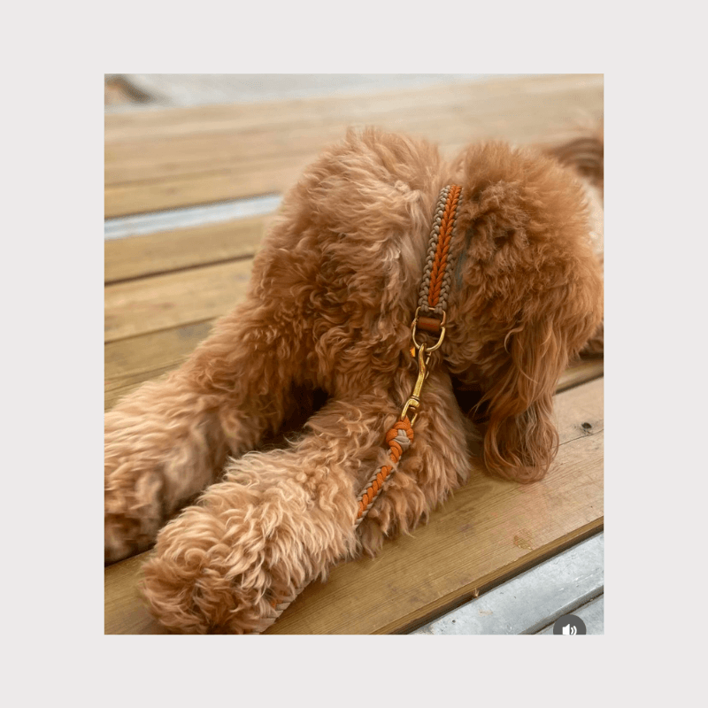 Mustard Collar - Catalina