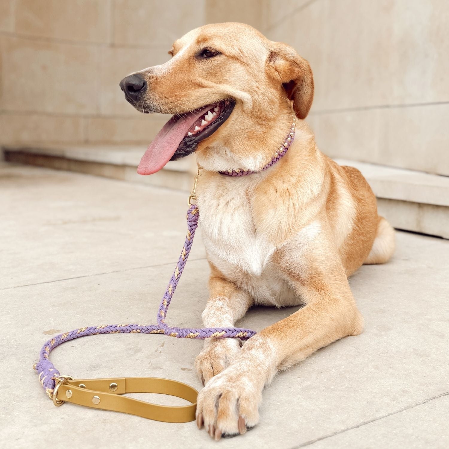 Valentina Lavender Collar