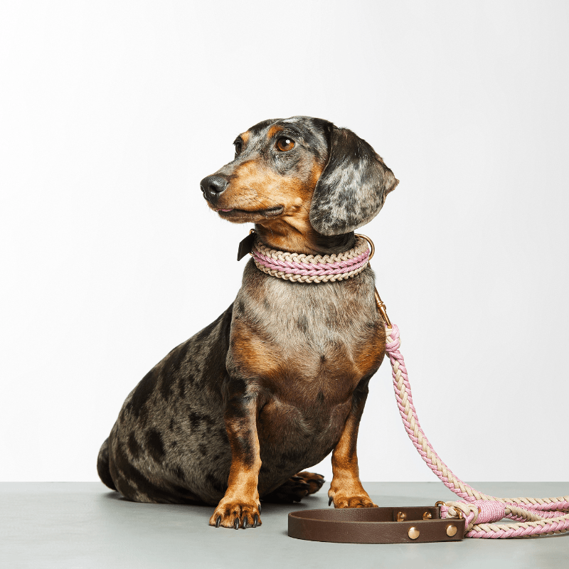 Blush Pink Leash - Catalina