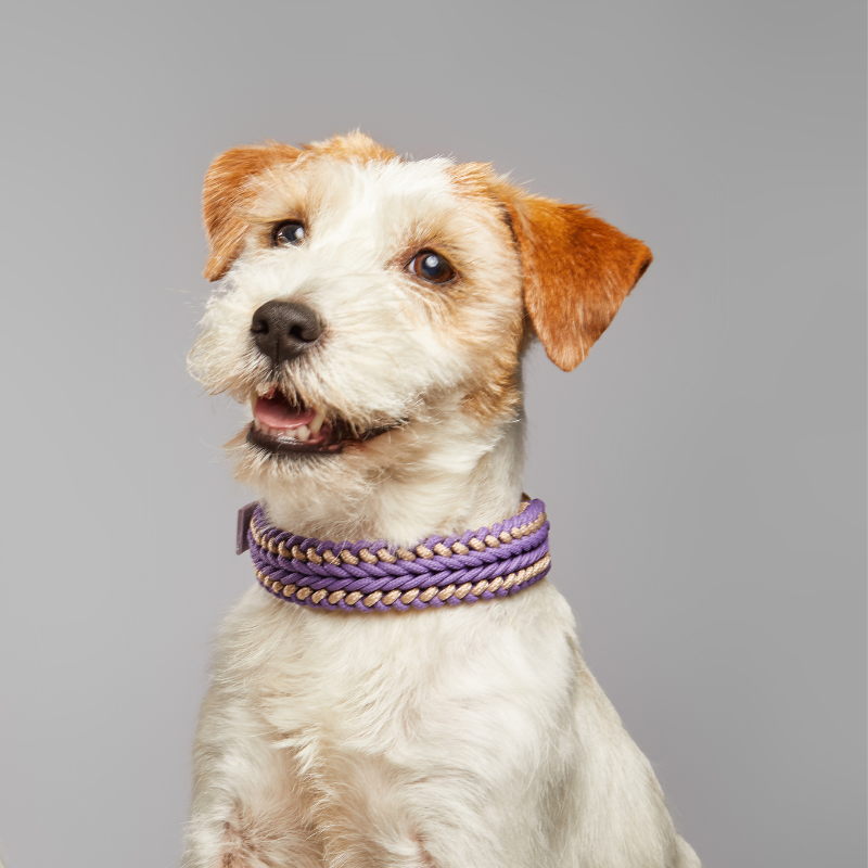 Catalina Lilac Collar