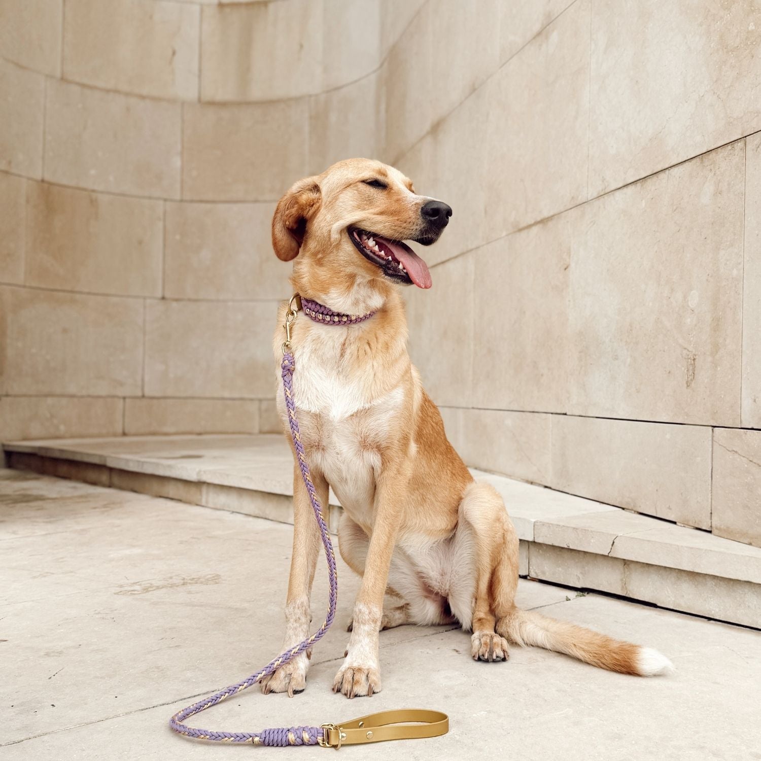 Valentina Lavender Collar