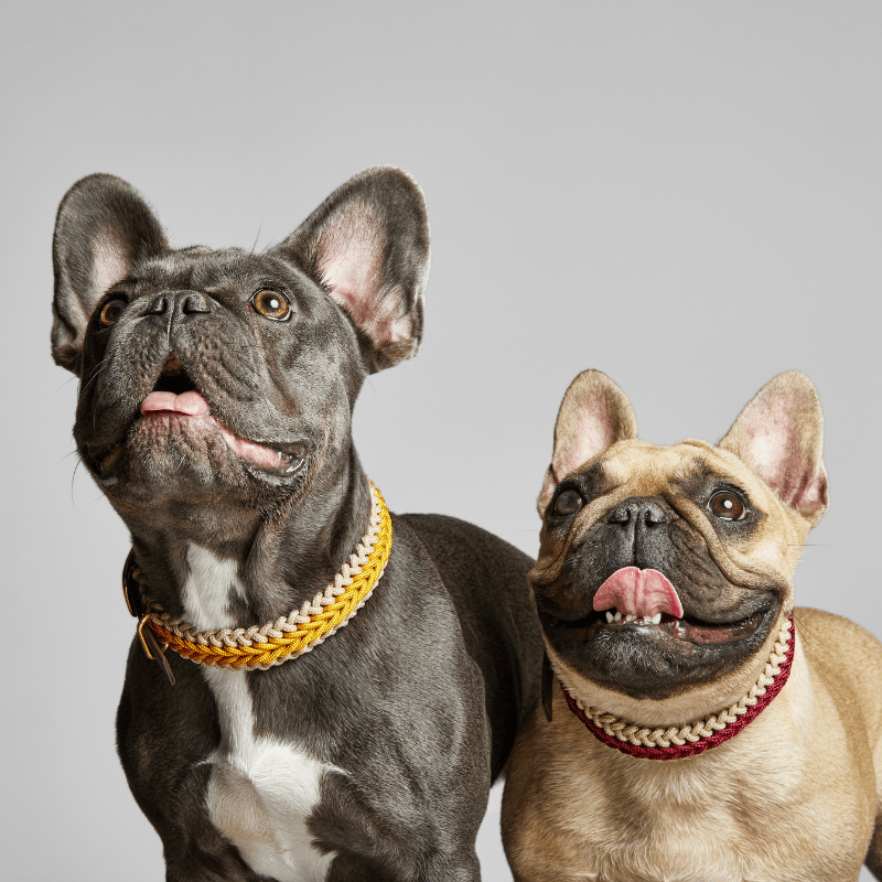 Red Collar - Catalina