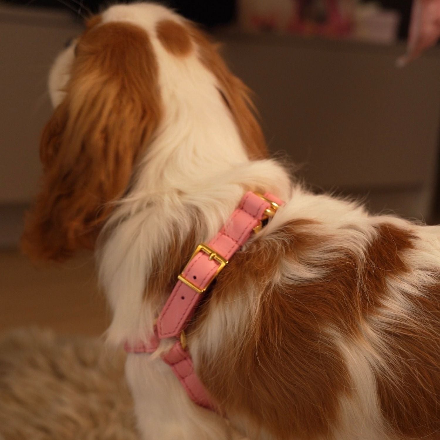 Italian Leather Harness – Pink & Gold