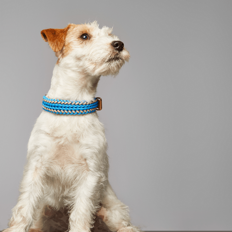 Tropical Blue Collar - Catalina