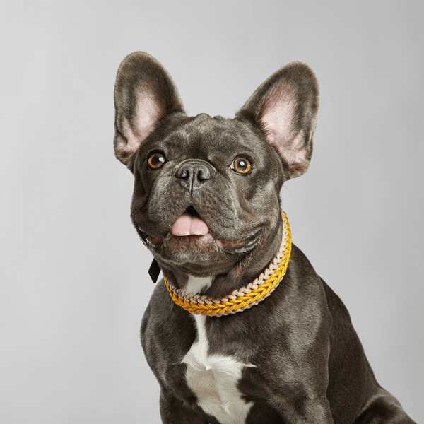 Yellow Collar - Catalina