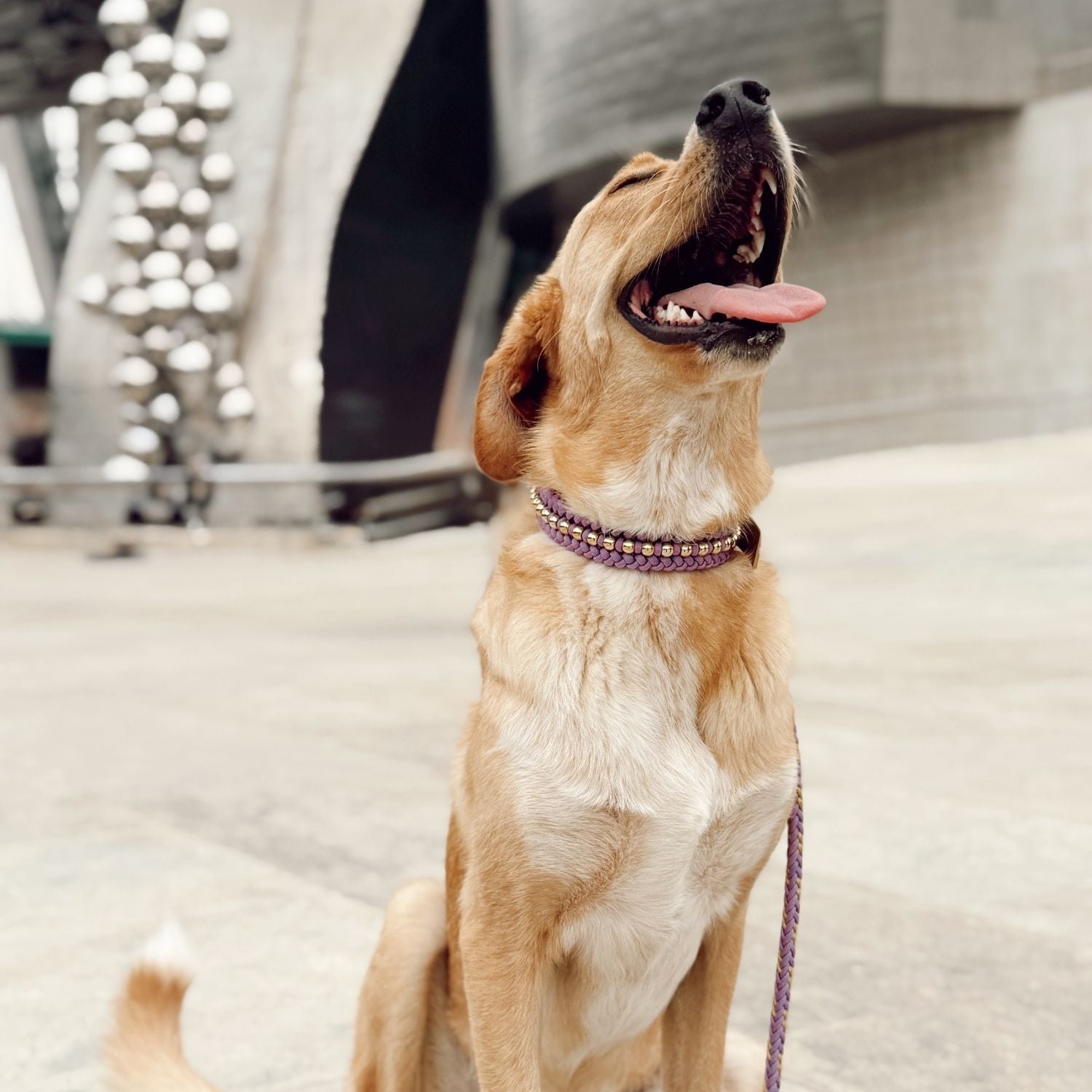 Valentina Lavender Collar