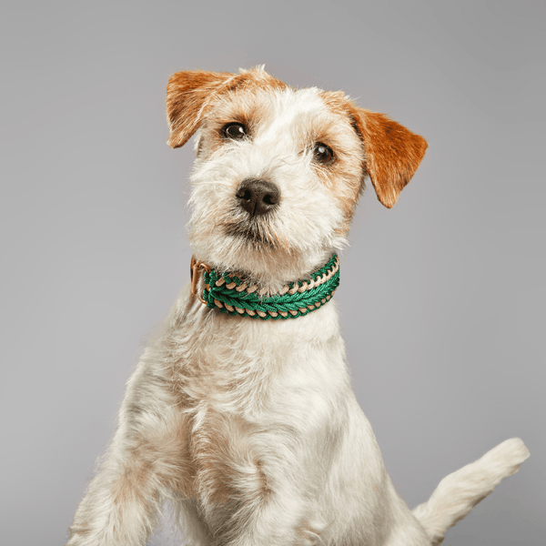 Emerald Green Collar - Catalina
