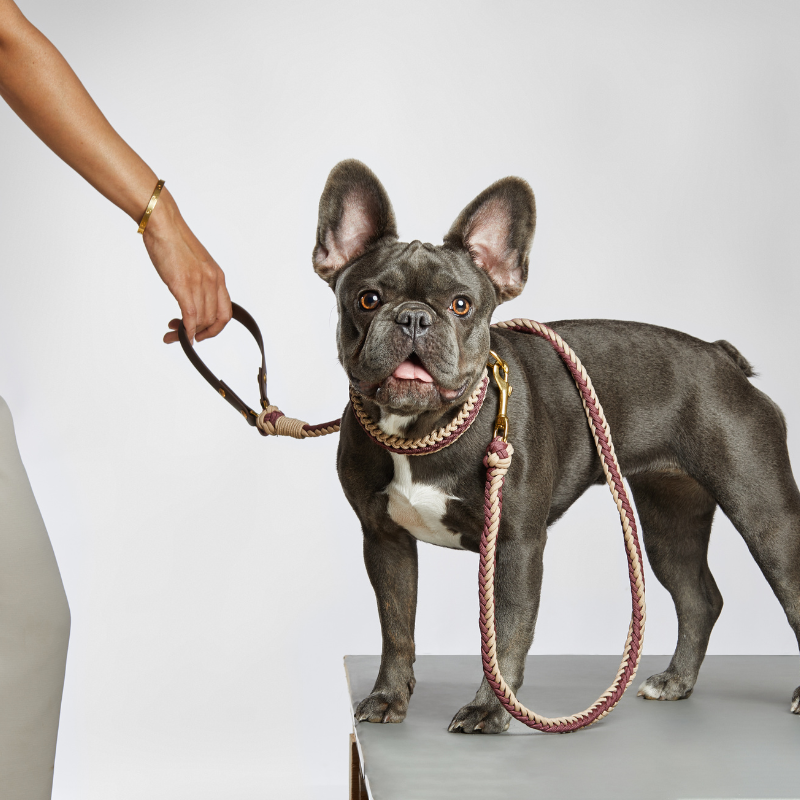 Celia Wine Collar