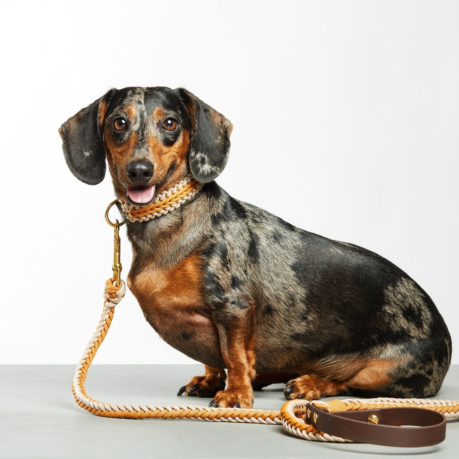 Mustard Leash - Catalina