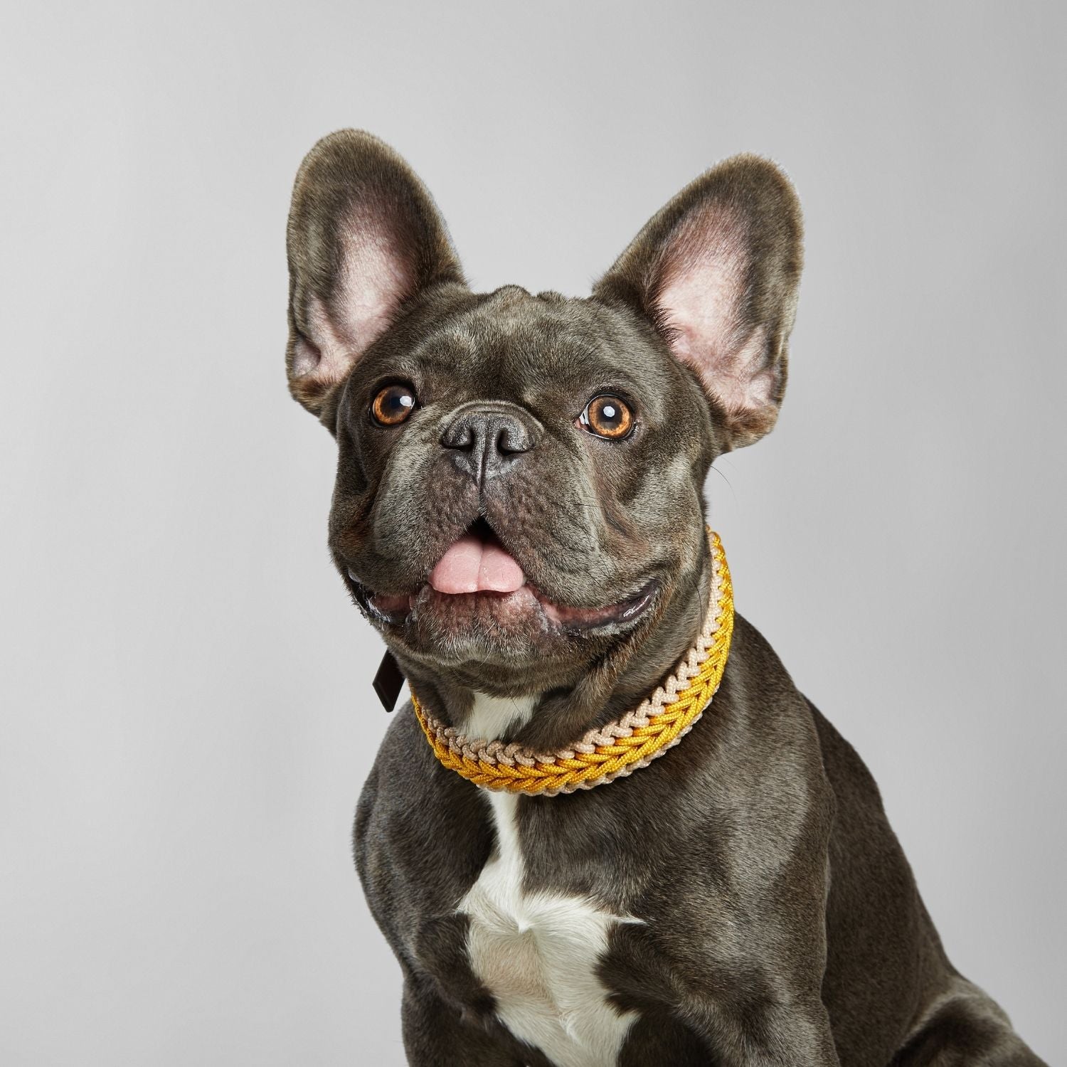 Yellow Collar - Catalina