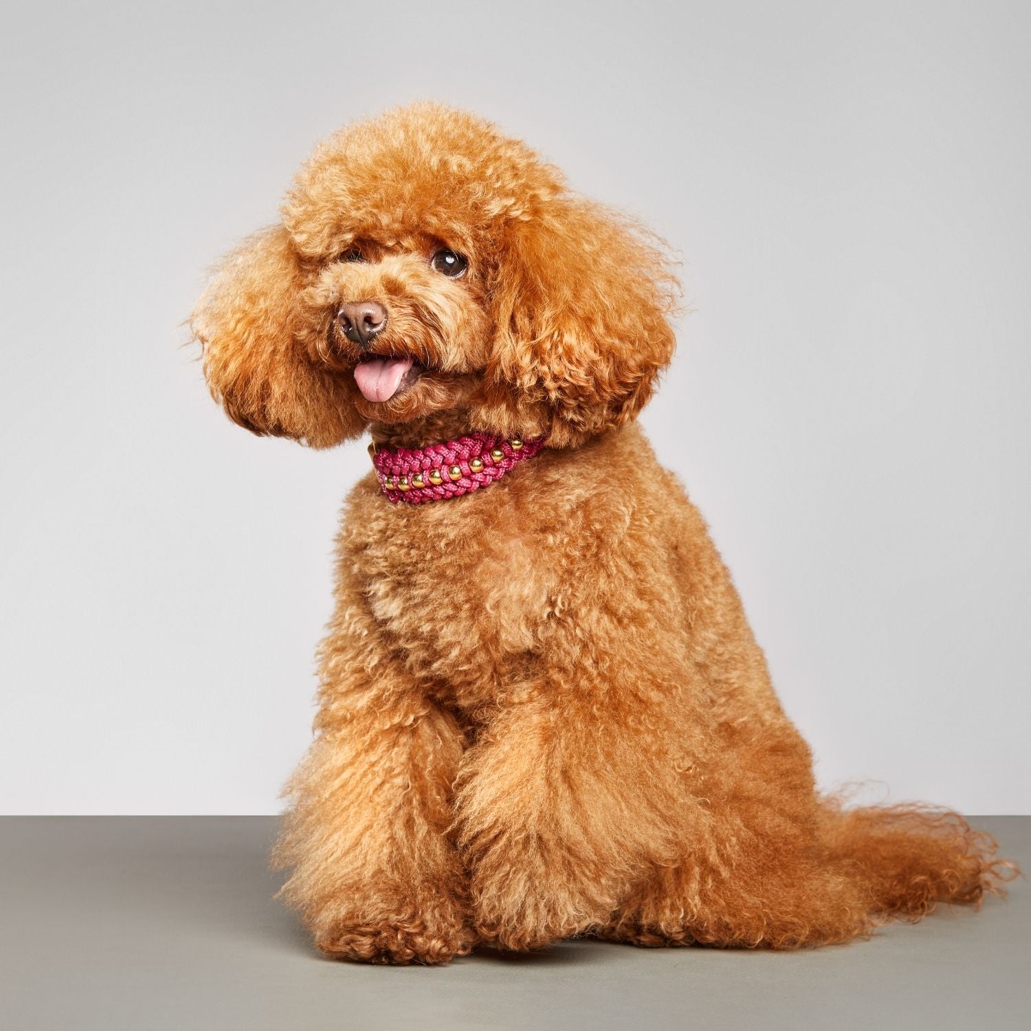 Valentina Rosé Pink Collar