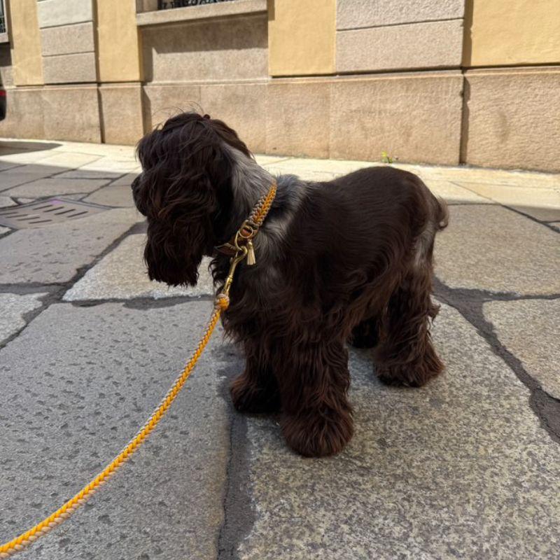 Yellow Collar - Catalina