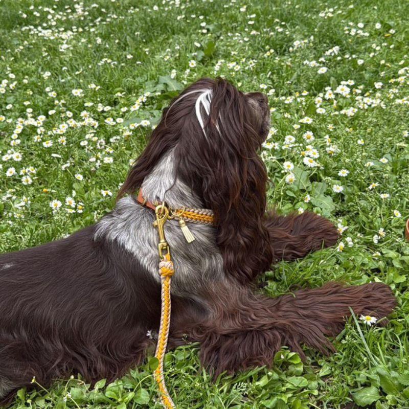 Yellow Collar - Catalina