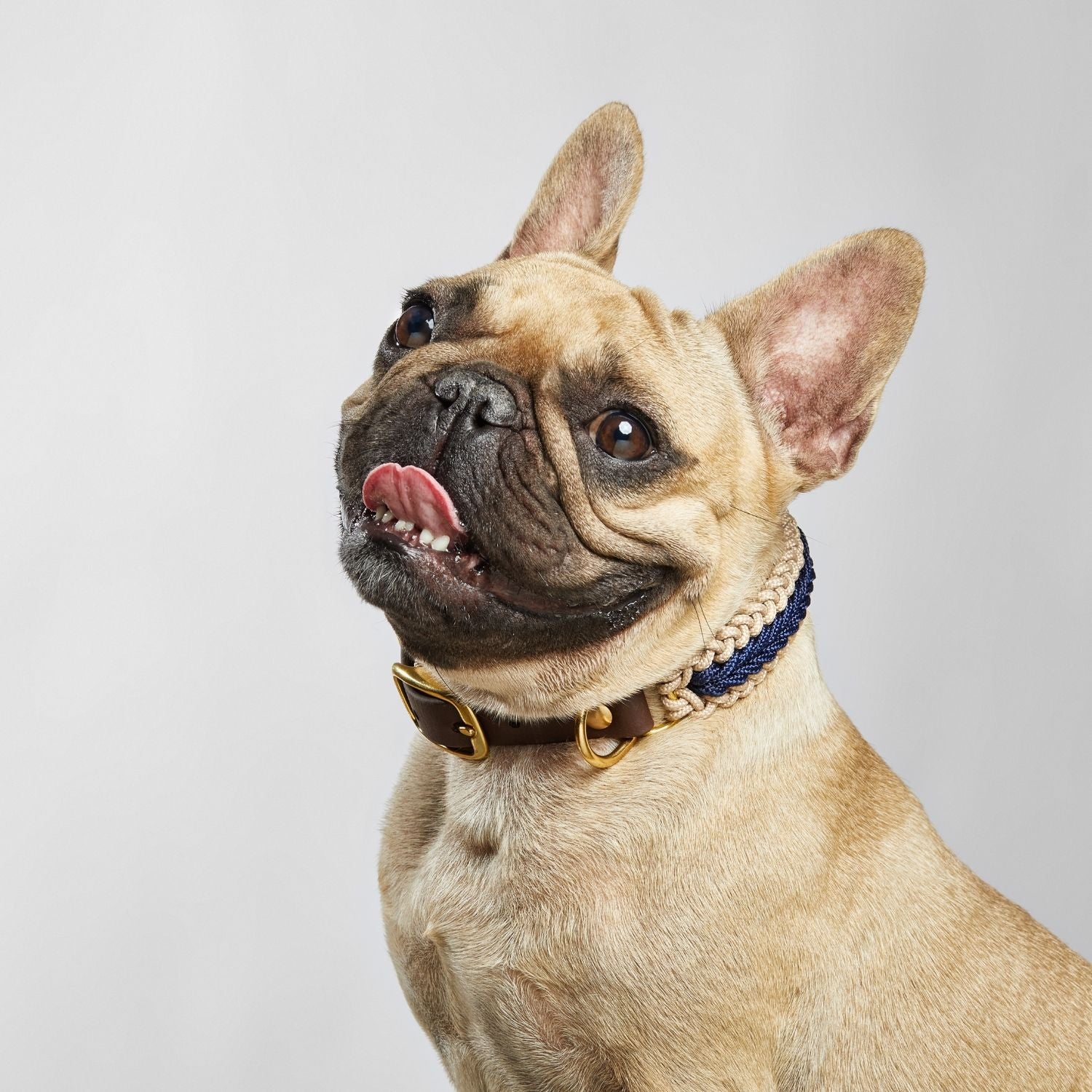 Navy Blue Collar - Catalina