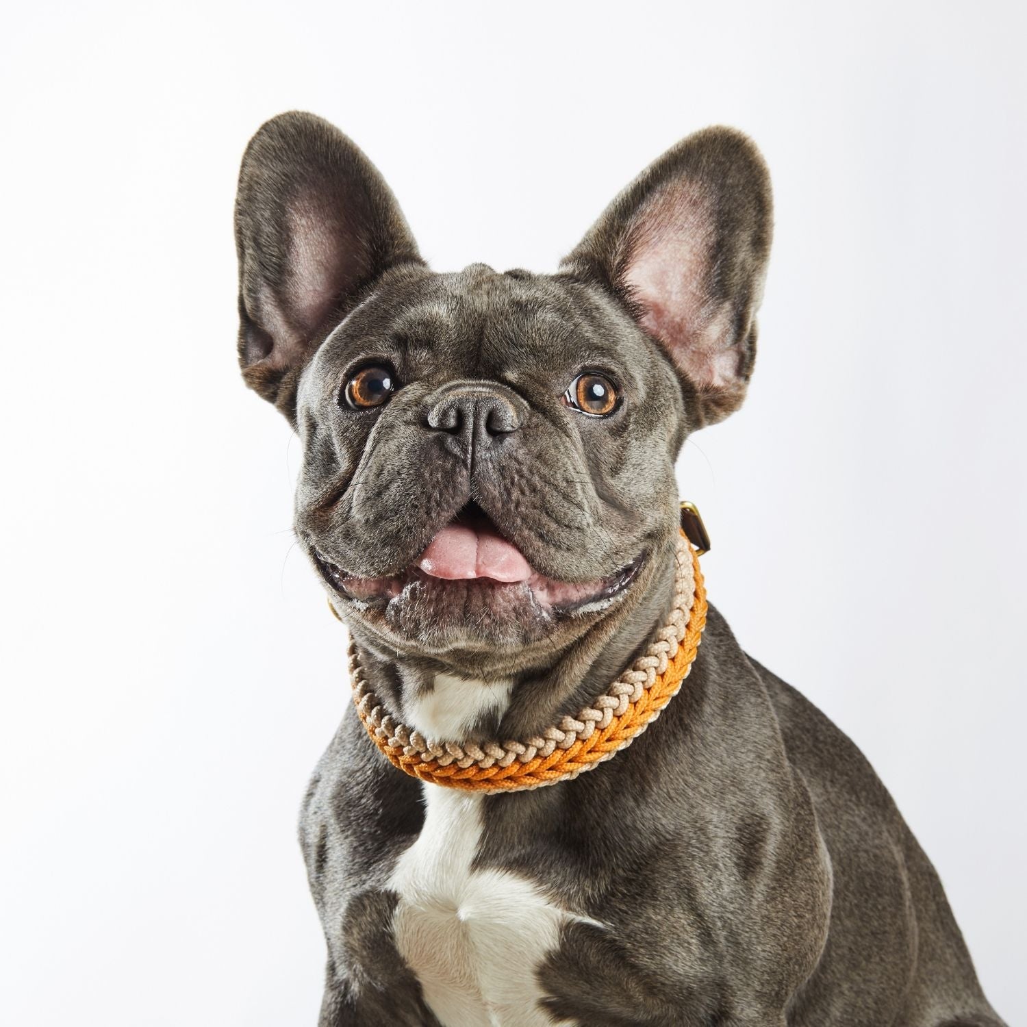 Mustard Collar - Catalina