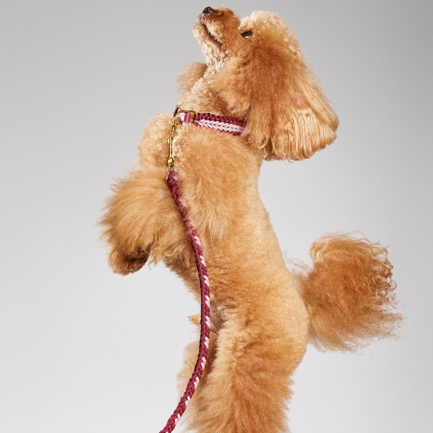 Burgundy Rose Collar - Catalina