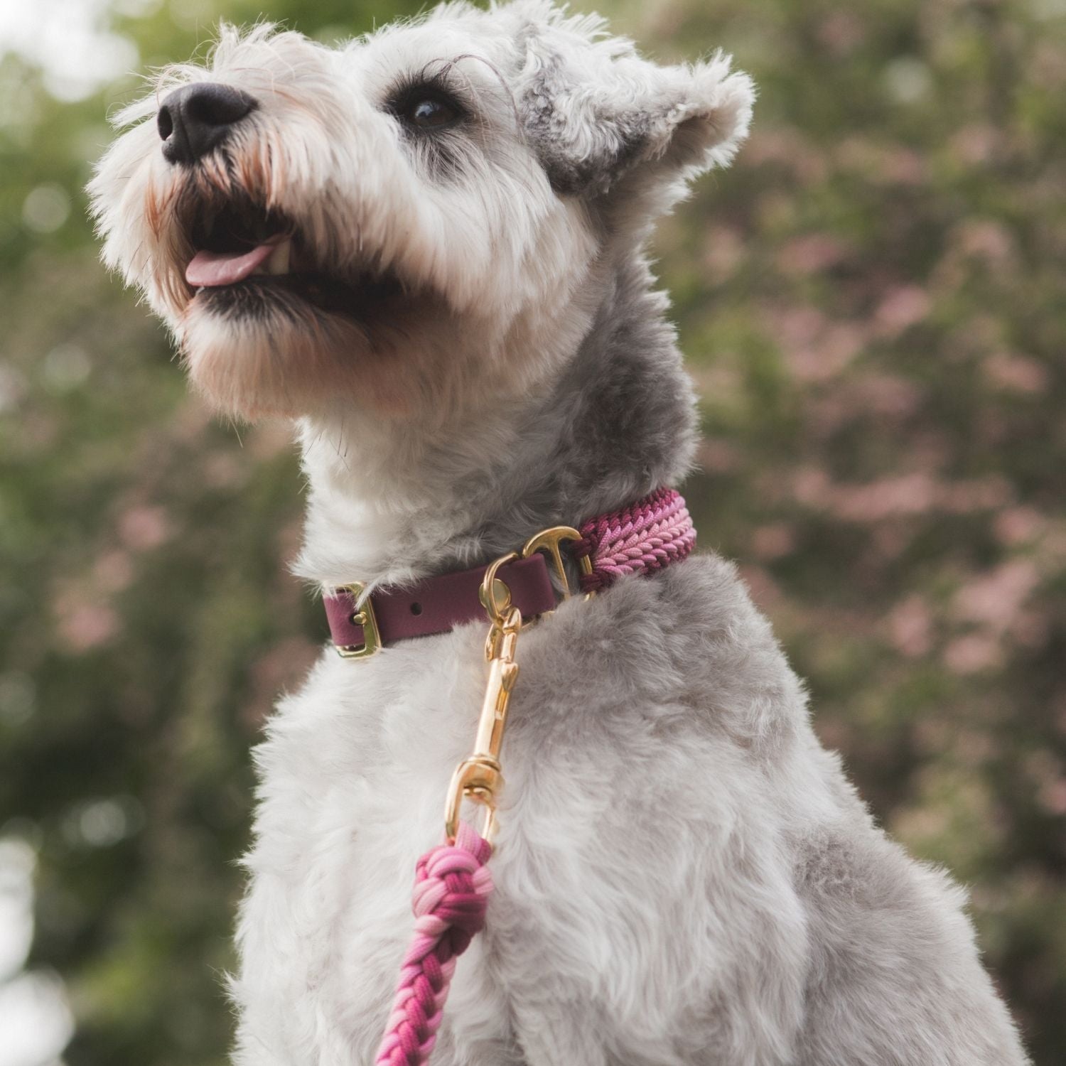 Esmeralda Pastel Leash