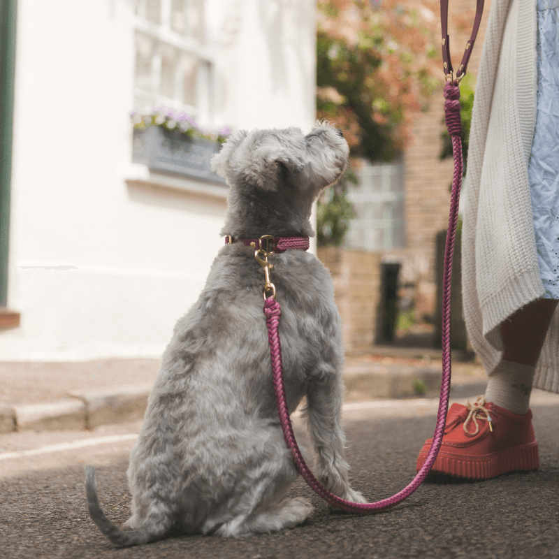 Esmeralda Pastel Leash