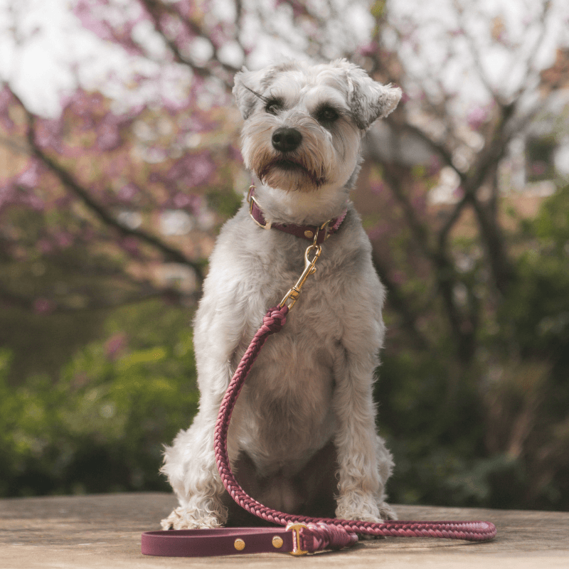 Esmeralda Pastel Collar