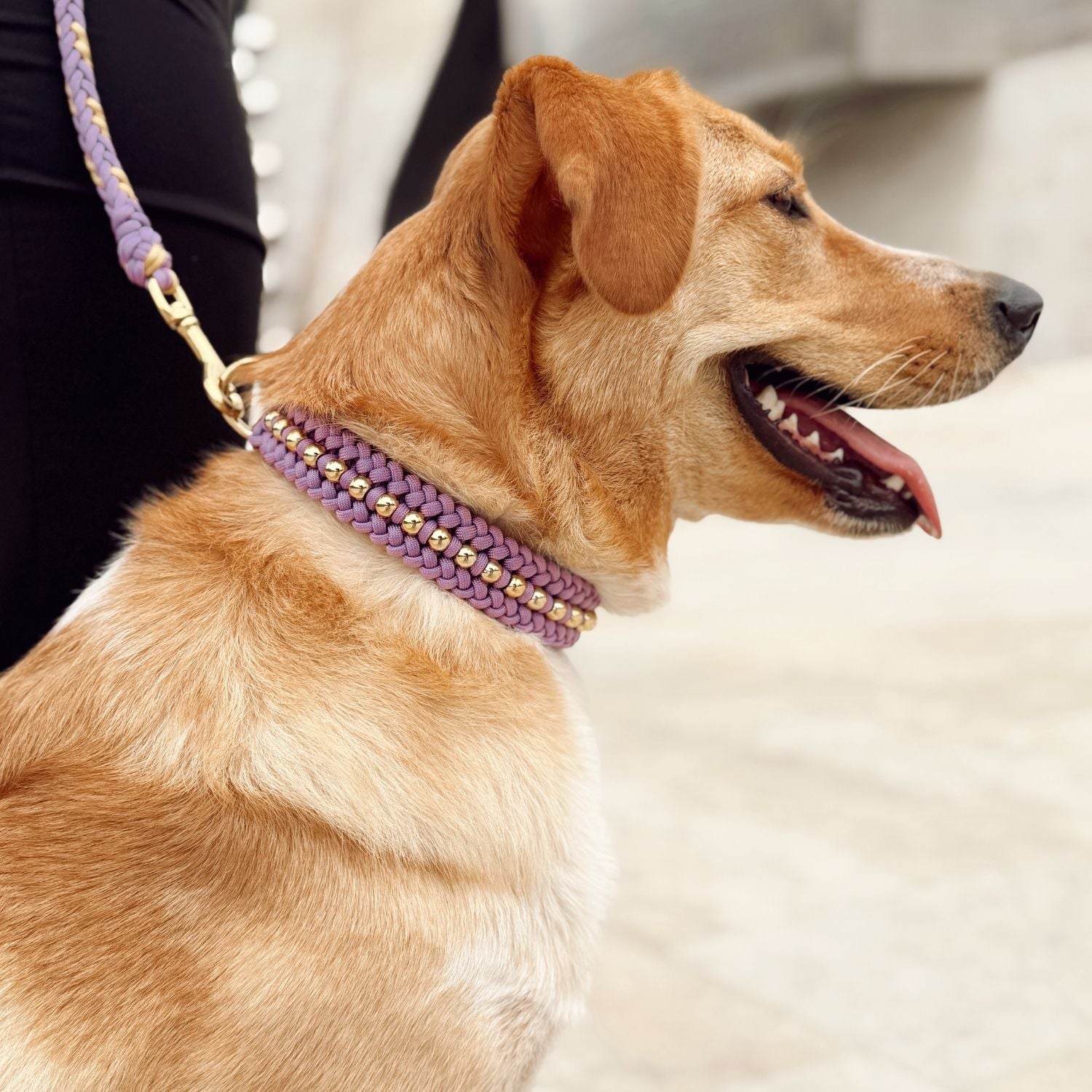 Valentina Lavender Collar