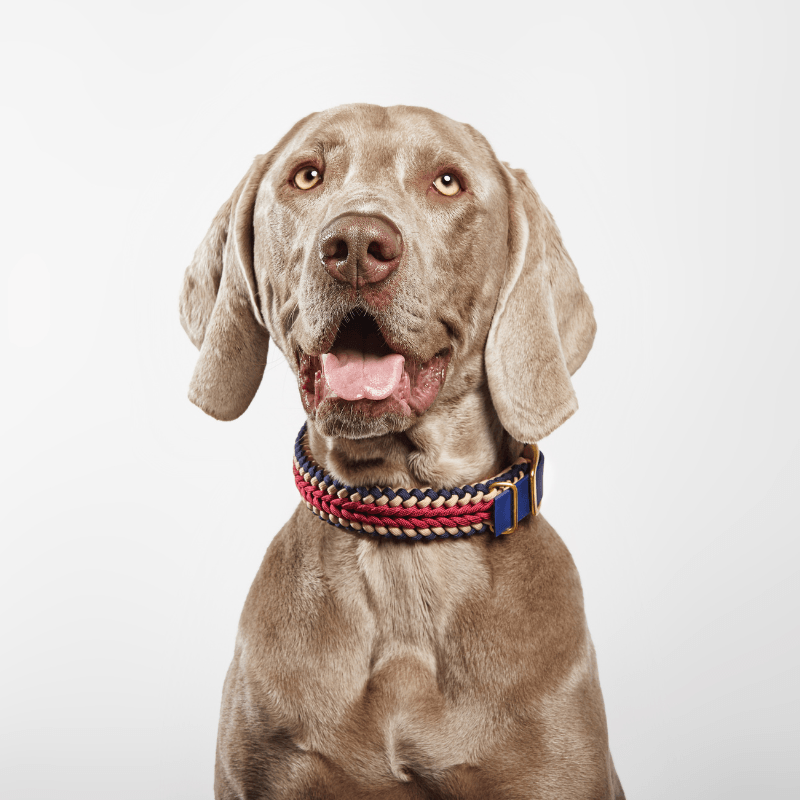 Boho Collar - Catalina