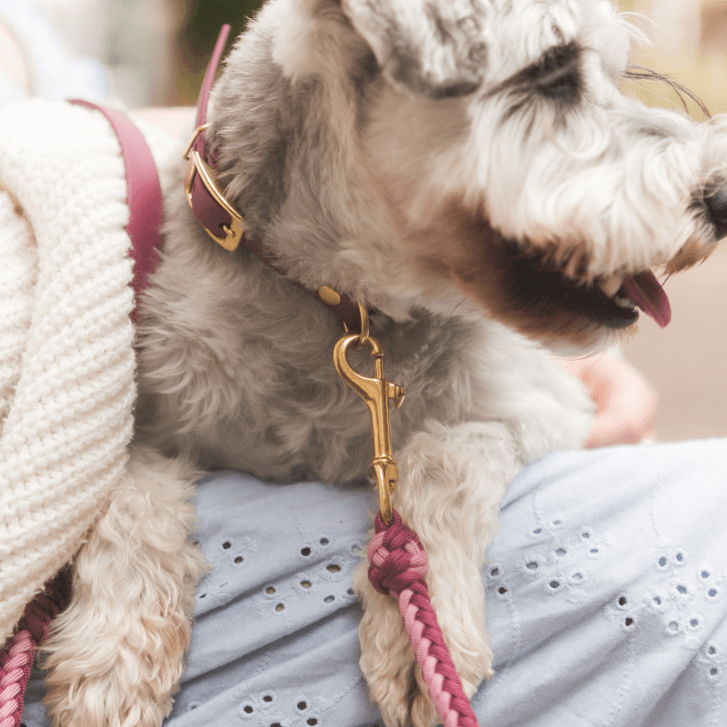 Esmeralda Pastel Leash