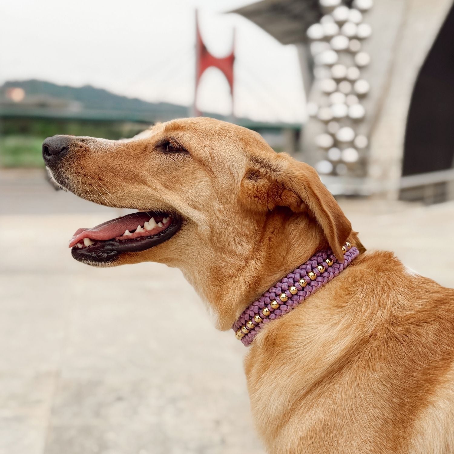 Valentina Lavender Collar