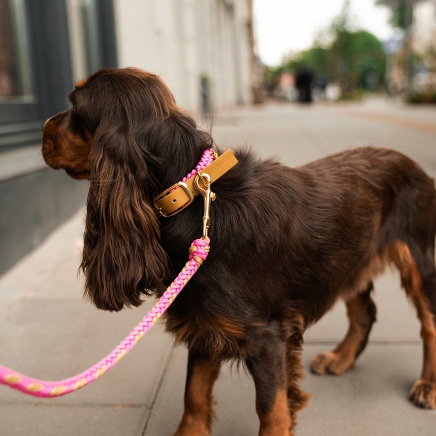 Flor BubbleGum Leash