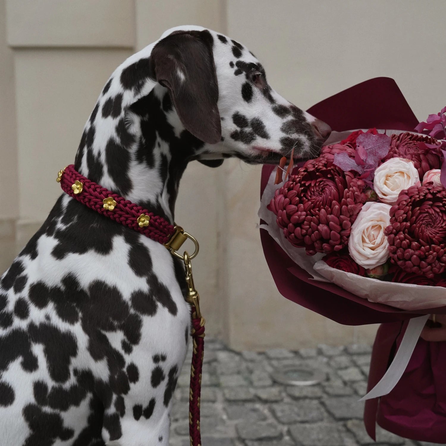 Flor Scarlet Red Collar