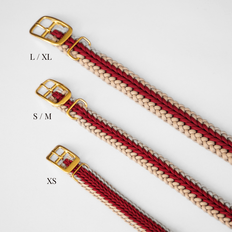 Red Collar - Catalina