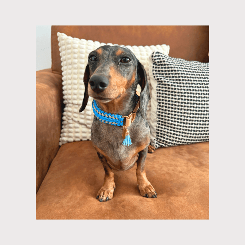 Tropical Blue Collar - Catalina