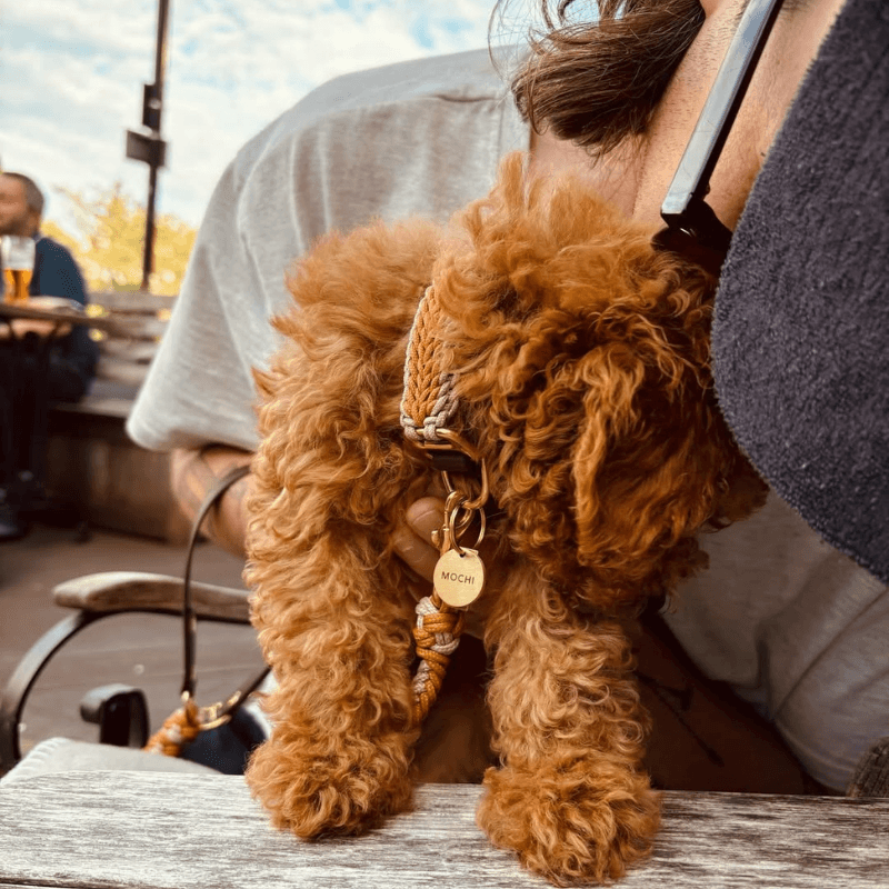 Mustard Collar - Catalina