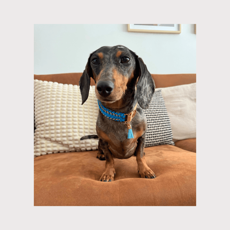 Tropical Blue Collar - Catalina