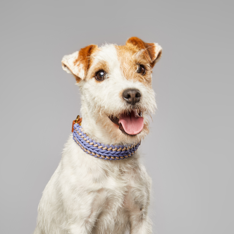 Catalina Lavender Collar