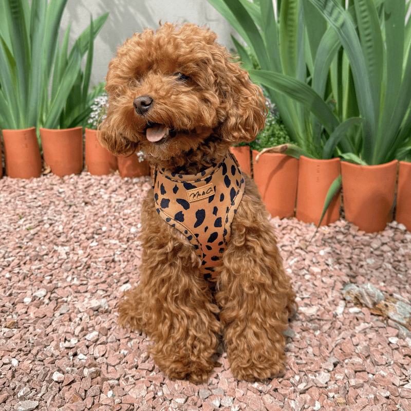 Nala Harness