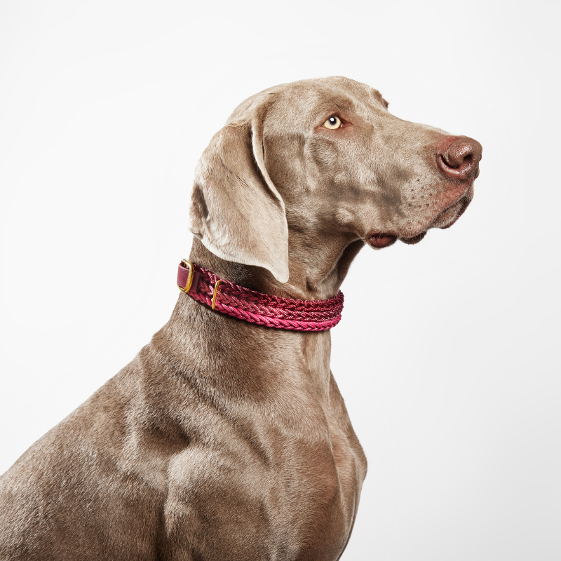 Lucia Ruby Red Collar