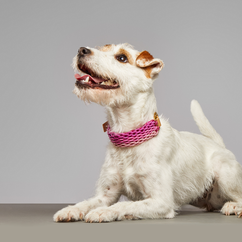 Lolita Bubblegum Pink Collar