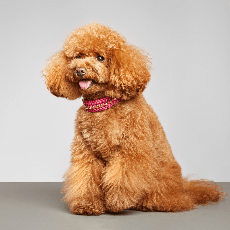 Collar Rosé Intenso - Valentina