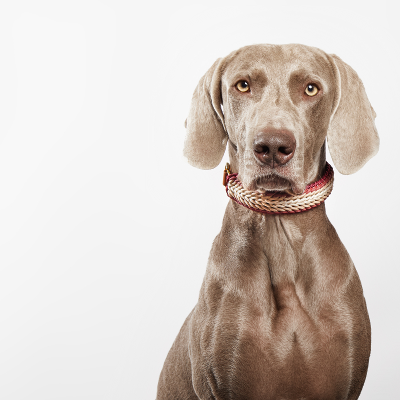 Esmeralda Burgundy Collar