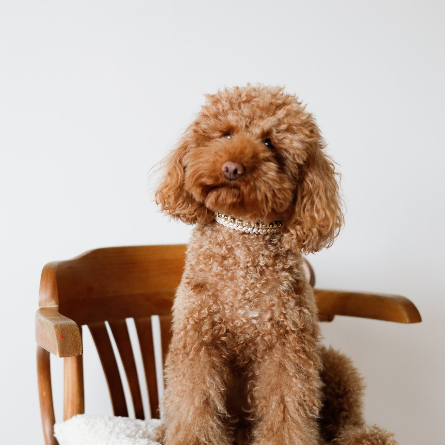 Valentina Cream Collar