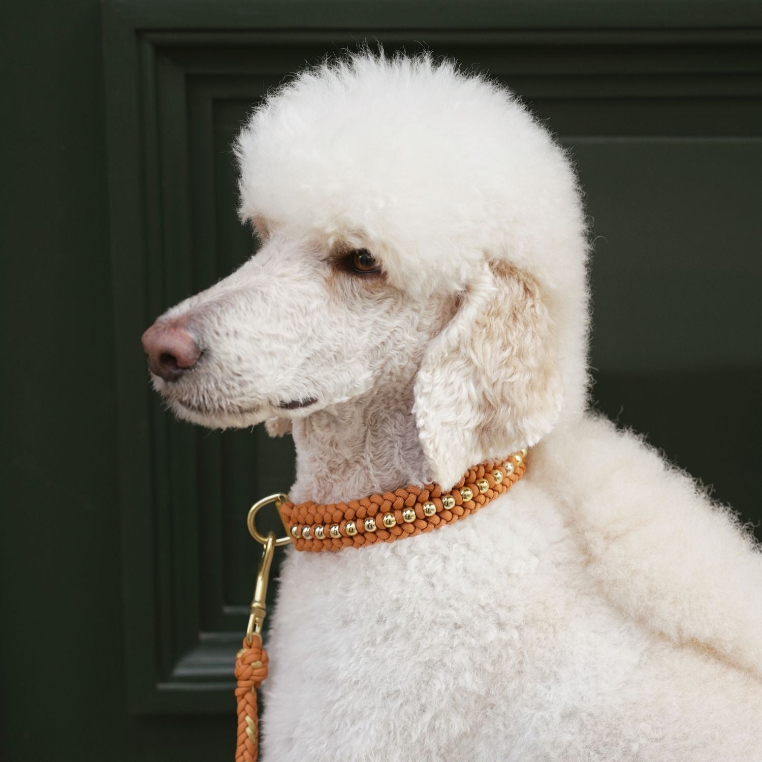 Valentina Mustard Collar